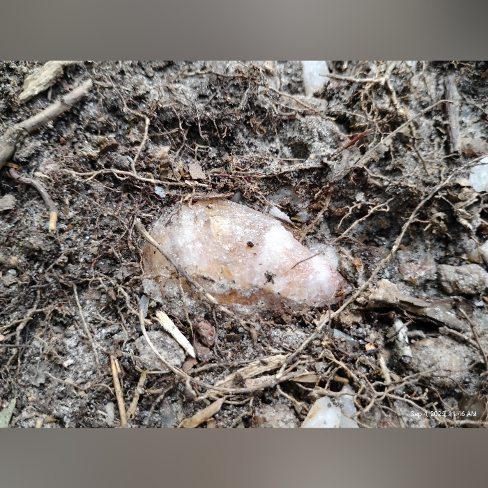 Unharvested Quartz Stone - Picture 1 of 1